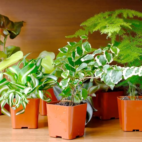 Easy to Grow Houseplants (Pack of 6), Live House Plants in Containers, Growers Choice Plant Set in Planters with Potting Soil Mix, Home Décor Planting Kit or Outdoor Garden Gifts by Plants for Pets
