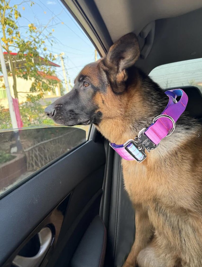 Comfluxe 1.5" Tactical Dog Collar with Handle, Heavy Duty Dog Collar with Metal Buckle for Medium Dogs, Soft Neoprene Padded Lining, Adjustable Gradient Colorful Nylon Collar for Training (Purple, M)