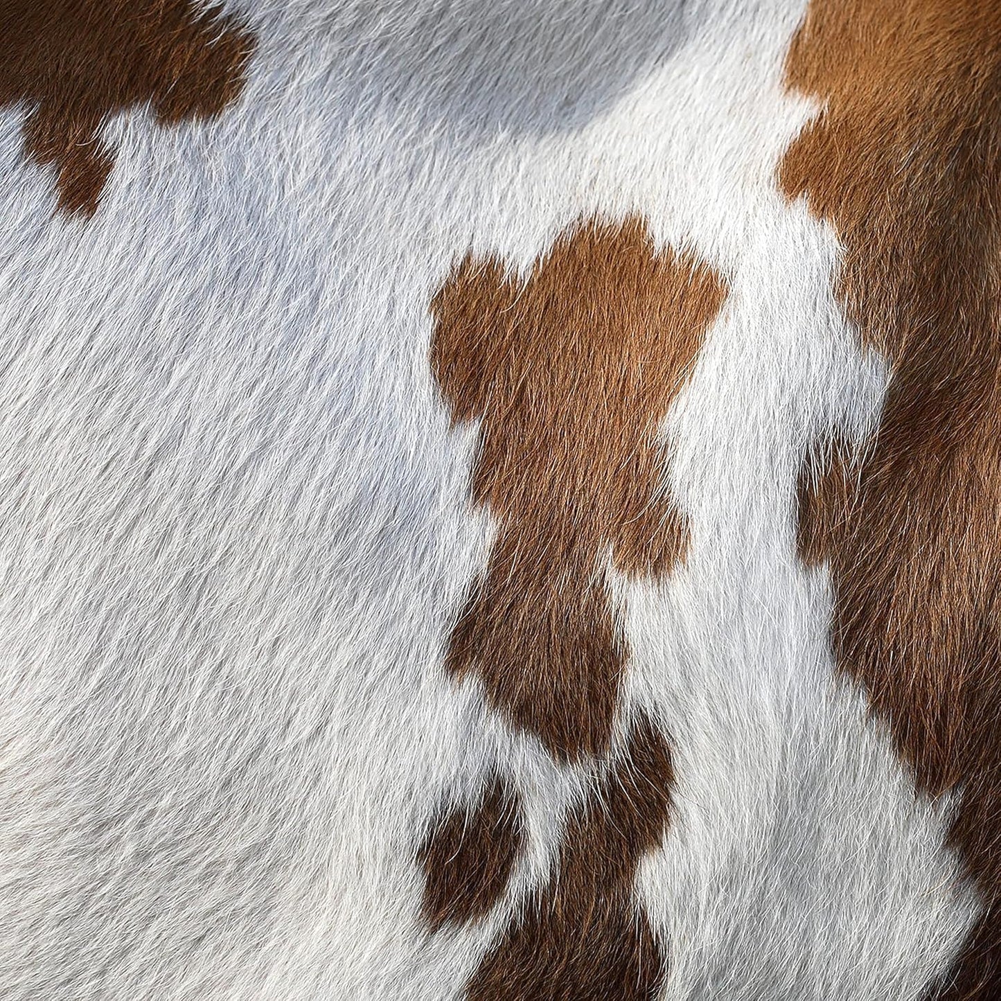 URBAN BUCK Brown & White Cowhide Area Rug Natural Premium Quality Cow Skin Hair On Leather Rug for Bedroom Décor 5ft x 5ft (60Inch x 60Inch, 152.4CM x 152.4CM)