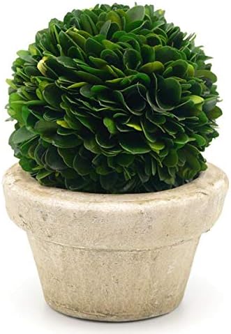 Serene Spaces Living Preserved Boxwood Ball with Small Pot – Boxwood in Planters, Preserved Plant for Boxwood Table Decor, Boxwood Centerpiece, Measures 5.5" Tall & 4" Diameter, Single