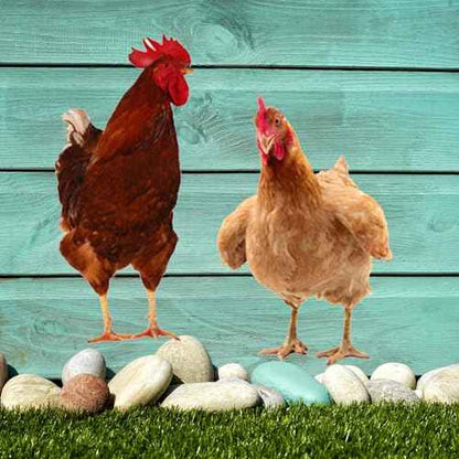 Chicken Wall Stickers, Farmhouse Hen Rooster Wall Decals, Chicken Art Background Decorative Stickers for Kitchen Dining Room Refrigerator Door