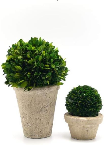 Serene Spaces Living Preserved Boxwood Ball with Small Pot – Boxwood in Planters, Preserved Plant for Boxwood Table Decor, Boxwood Centerpiece, Measures 5.5" Tall & 4" Diameter, Single