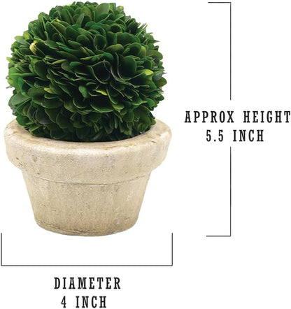 Serene Spaces Living Preserved Boxwood Ball with Small Pot – Boxwood in Planters, Preserved Plant for Boxwood Table Decor, Boxwood Centerpiece, Measures 5.5" Tall & 4" Diameter, Single