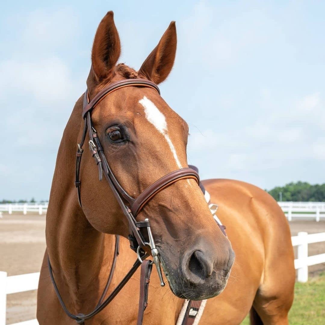 ExionPro English Hunter Jumping Bridle for Horses with Removable Flash Soft Yet Strong Rubber Reins | Royal Hunter Bridle | English Bridle for Horses (Havana, Cob)