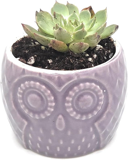 Blisse Wood Owl Planter (Purple)