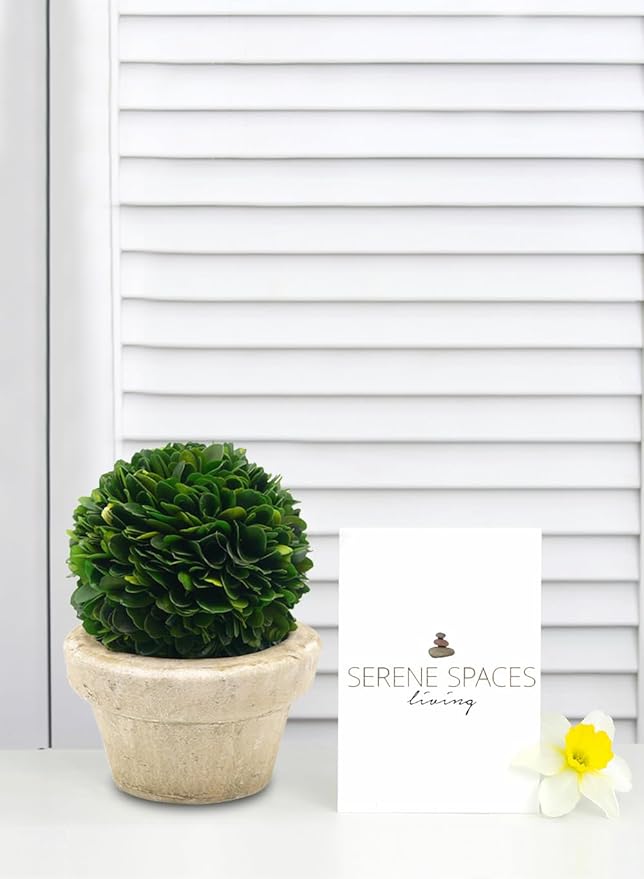 Serene Spaces Living Preserved Boxwood Ball with Small Pot – Boxwood in Planters, Preserved Plant for Boxwood Table Decor, Boxwood Centerpiece, Measures 5.5" Tall & 4" Diameter, Single