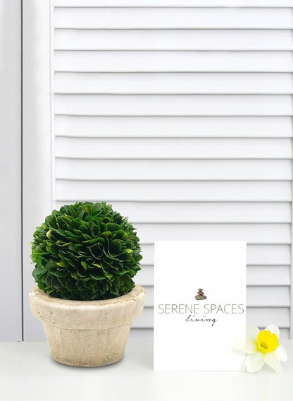 Serene Spaces Living Preserved Boxwood Ball with Small Pot – Boxwood in Planters, Preserved Plant for Boxwood Table Decor, Boxwood Centerpiece, Measures 5.5" Tall & 4" Diameter, Single