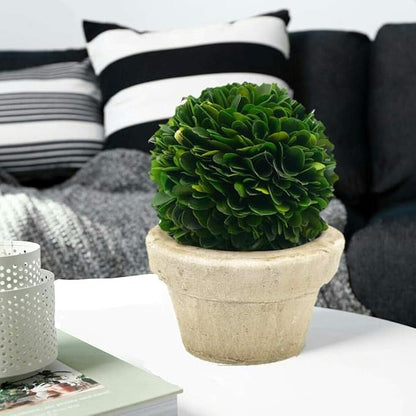 Serene Spaces Living Preserved Boxwood Ball with Small Pot – Boxwood in Planters, Preserved Plant for Boxwood Table Decor, Boxwood Centerpiece, Measures 5.5" Tall & 4" Diameter, Single