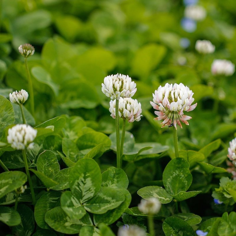Outsidepride Perennial White Dutch Clover Seed - 40 lbs. Nitrocoated, Inoculated for Lawn Alternative, Erosion Control, Food Plots, Ground Cover, & Pasture Mixtures in USDA Zones 3-10