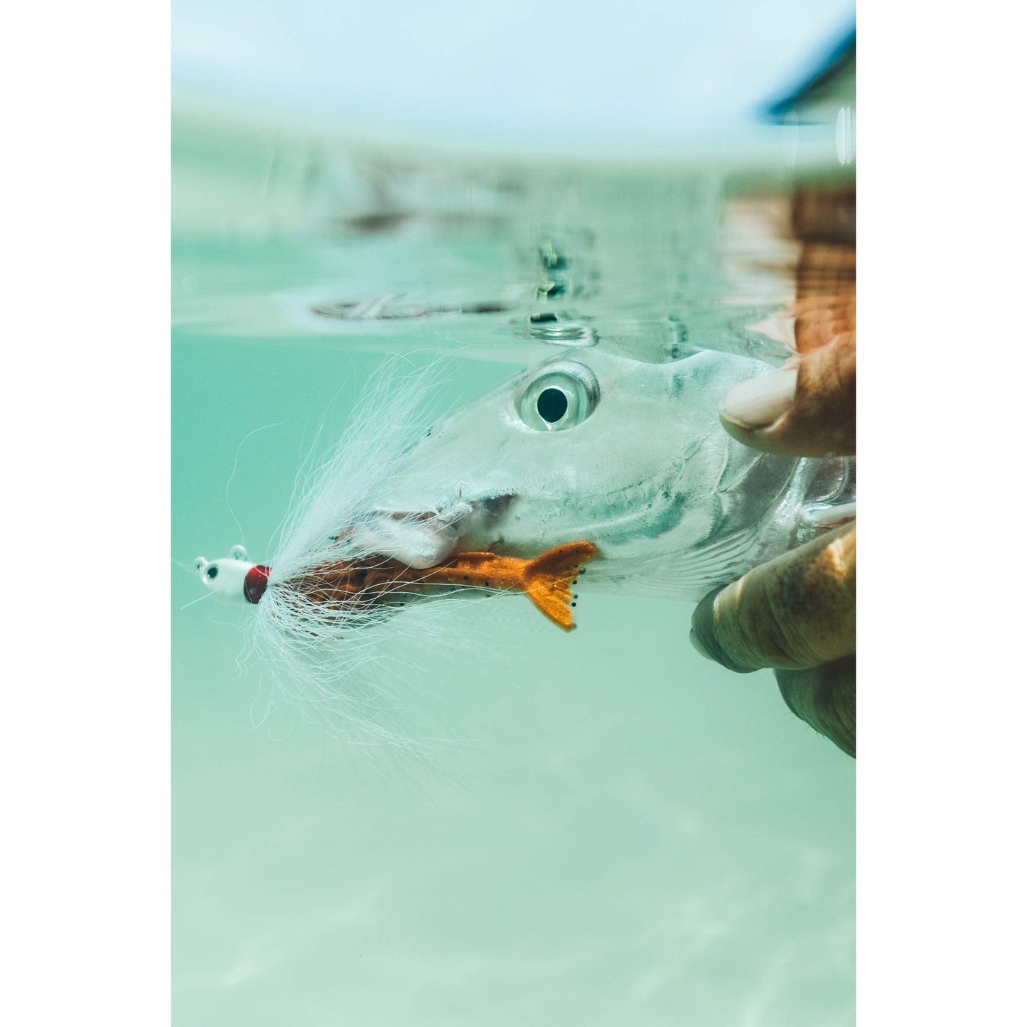 Berkley Gulp! Shrimp Saltwater Fishing Soft Bait, Pearl White/Pink, 3in