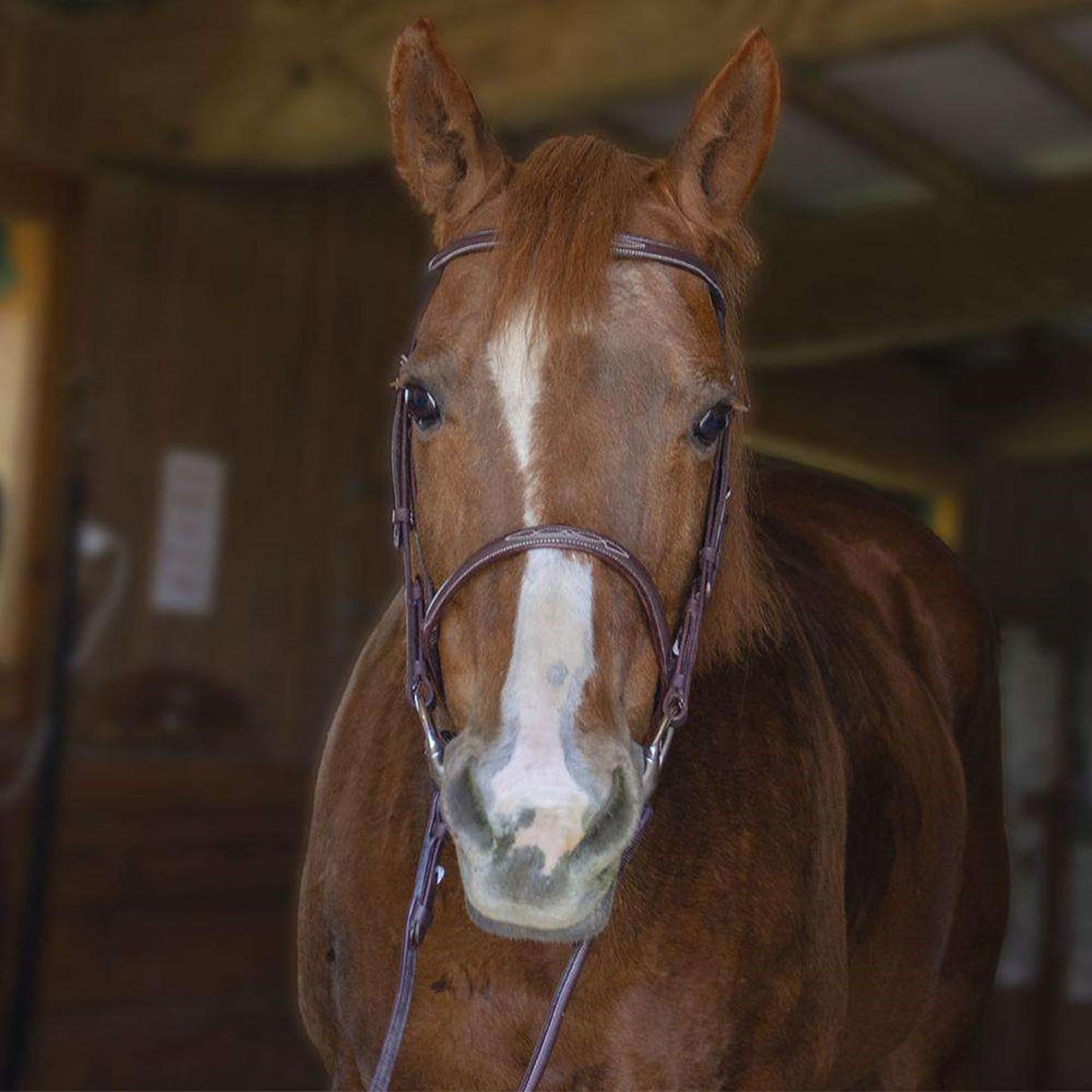 Paris Tack Everyday Raised Fancy Stitched Leather English Schooling Bridle with Laced Reins