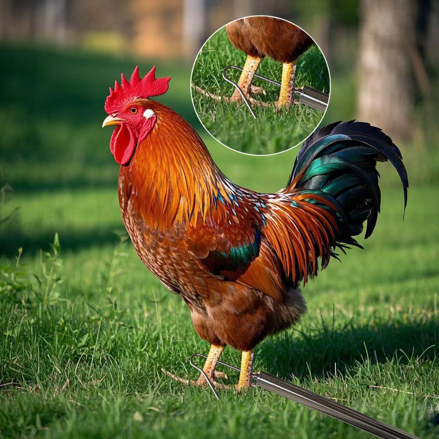 BRZFWLMYDF Chicken Net Catcher Stainless Steel Poultry Catching Nets