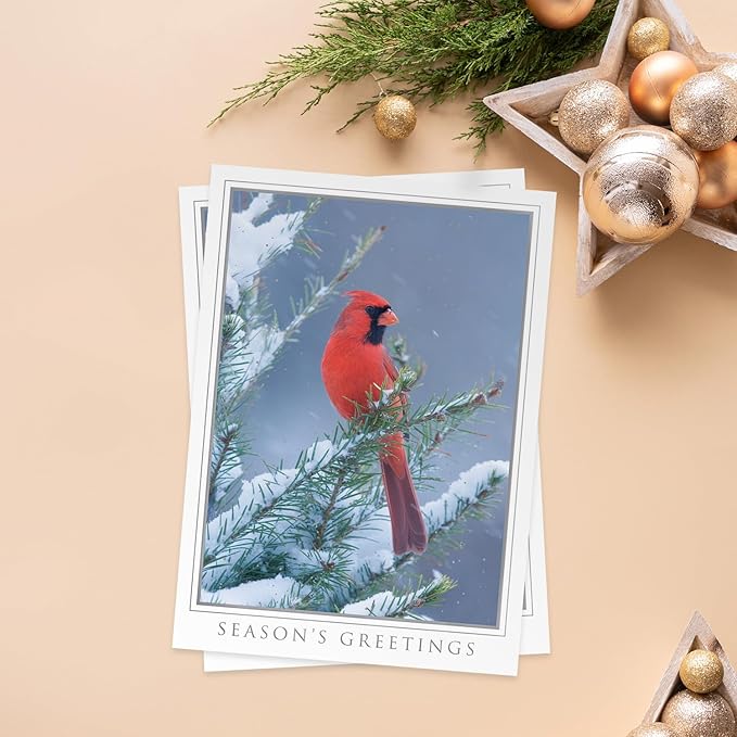 Masterpiece Let Nature Sing Cardinal Christmas Cards / 16 Boxed Holiday Seasons Greetings Card Set With Silver Foil Accents And Coordinating Envelopes / 5 5/8" x 7 7/8" Folded Winter Greeting Cards