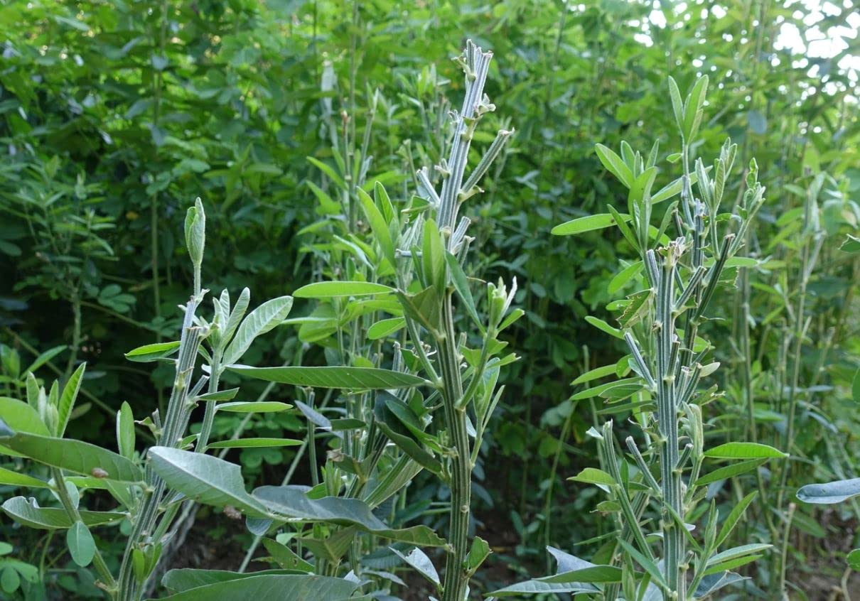 Whitetail Institute Sunn Hemp Deer Food Plot Seed, Fast-Growing and Establishes Rapidly, Great for Erosion Control, Soil Improvement and as a Cover Crop, 7 lbs (.25 Acre)