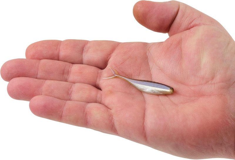 Berkley PowerBait Champ Minnow Fishing Bait - HD Bluegill, 2.5in | Irresistible Scent for Bass & Walleye