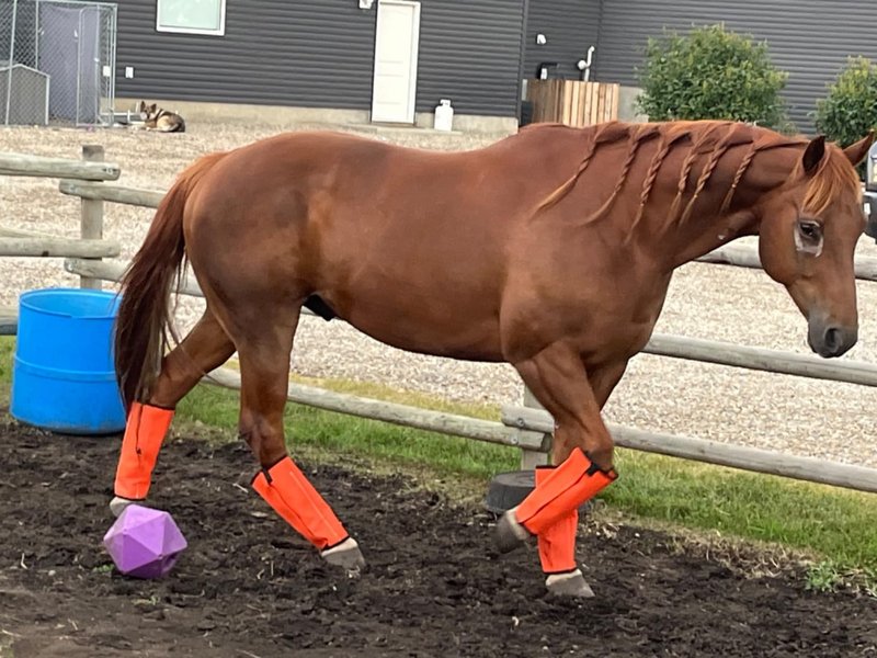 NizHome Horse Fly Boots, Fly Boots for Horses Set of 8, Breathable Mesh Horse Leggings Reduce Stomping & Foot Fatique Pet Supplies (8 Pack,Orange & Mint)