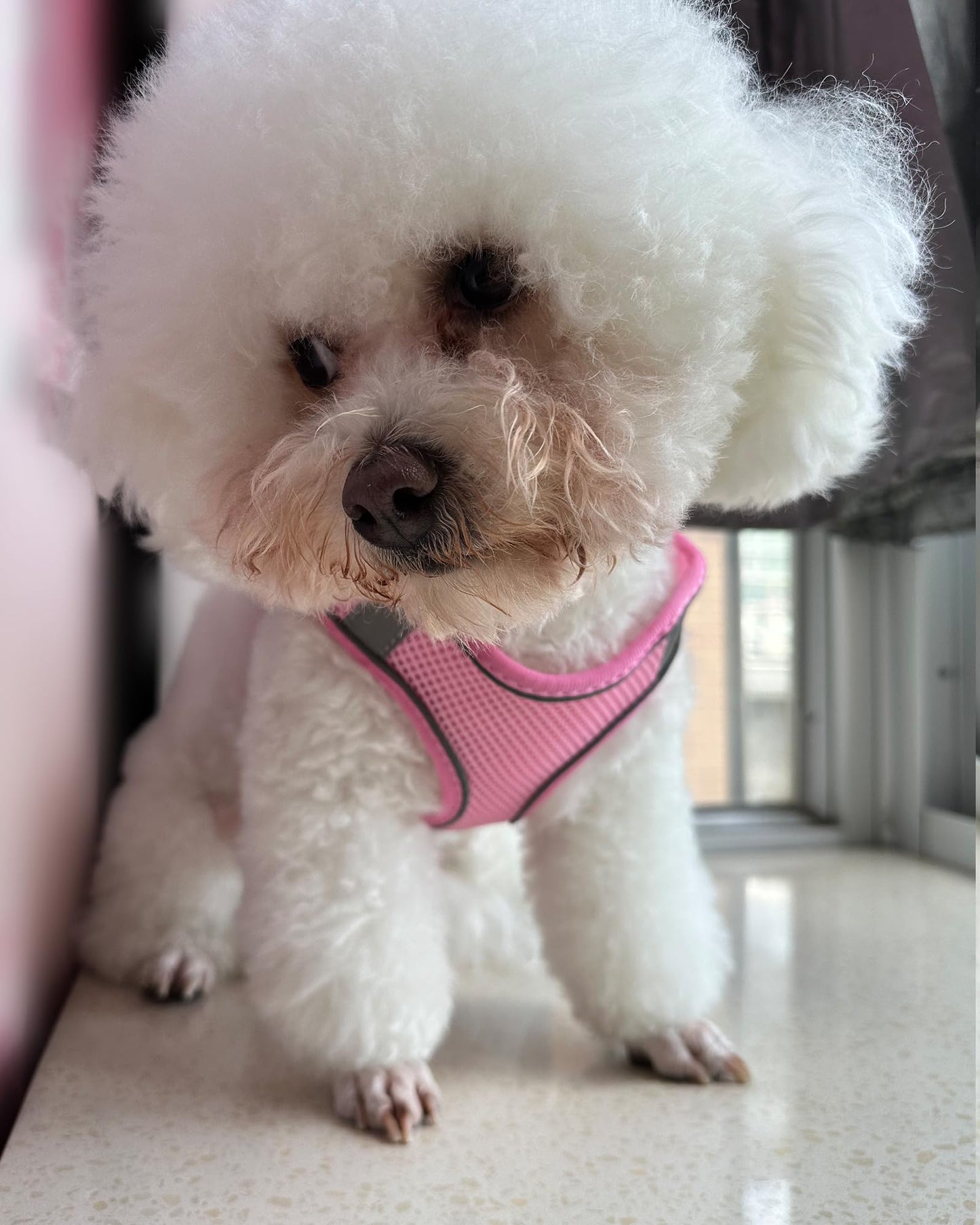 SOLMOONY Dog Harness for Small Medium Dogs No Pull, Puppy Harness and Leash Set, Step-in, Mesh, Reflective, Pink, S