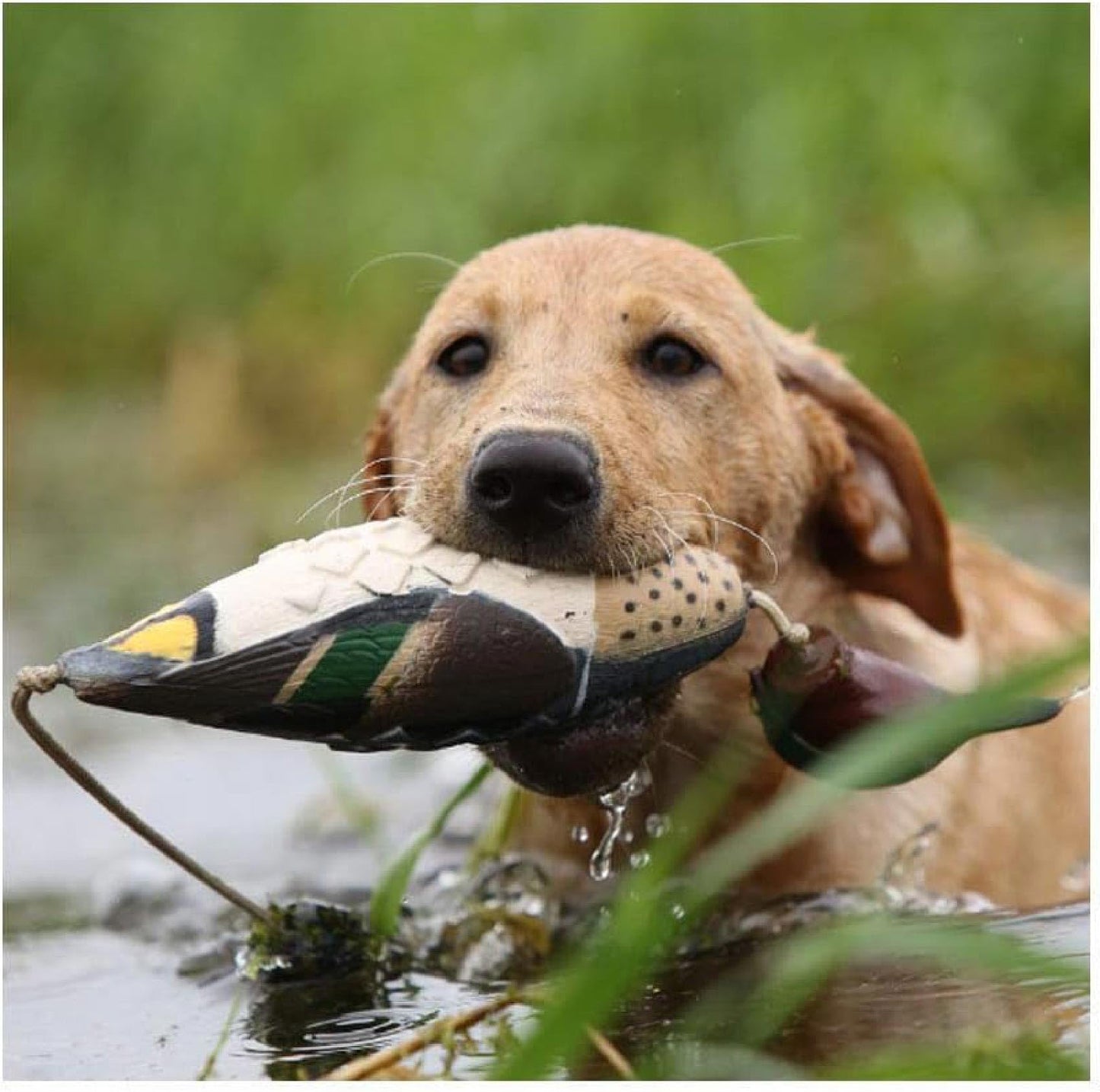 Avery Sporting Dog EZ-Bird Training Dummy – Realistic Floating Retriever Bumper for Water & Field Training (Green-Winged Teal)