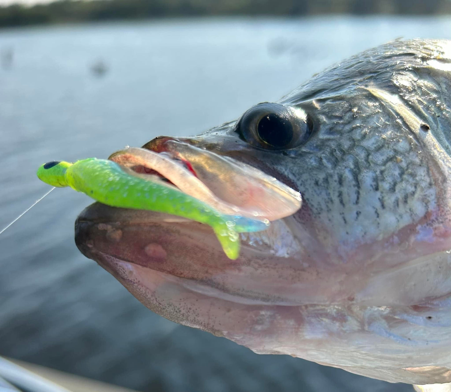 Bobby Garland Live Roam'R - Bleeding Shad - 1.75"