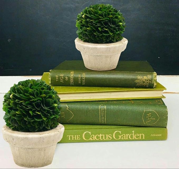 Serene Spaces Living Preserved Boxwood Ball with Small Pot – Boxwood in Planters, Preserved Plant for Boxwood Table Decor, Boxwood Centerpiece, Measures 5.5" Tall & 4" Diameter, Single