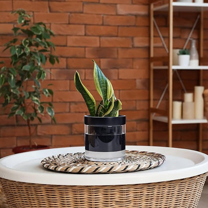 Phoenix Vine 6 Inch Self Watering Planter Pot, Black Terracotta Clay Pot with Glass Reservoir for Indoor Plants, Herbs, Flowers, Set of 2, 52-C-F-2