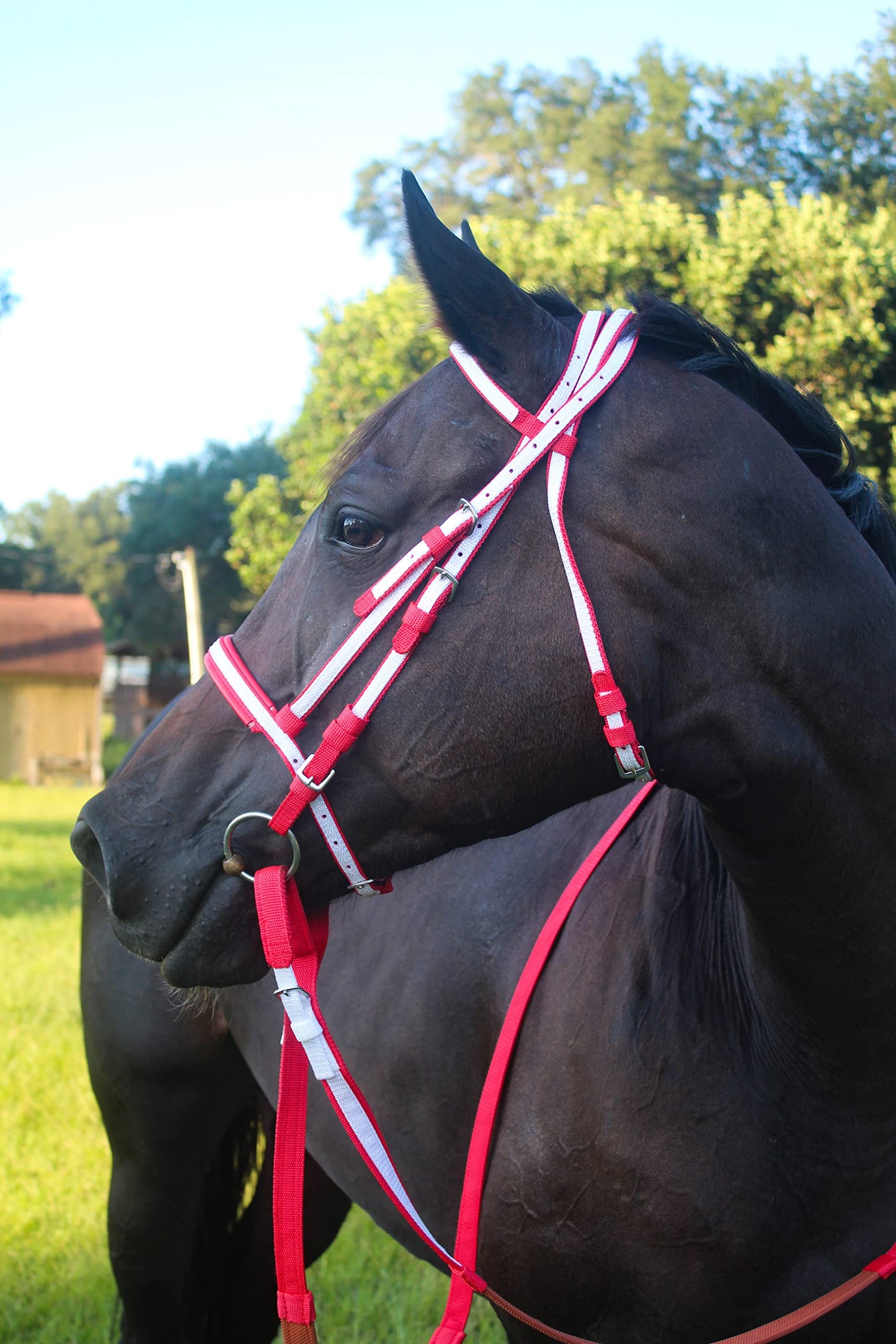 Tack Shack of Ocala Nylon Race Headstall, Custom Race Headstall, Nylon Headstall, Headstall for Horses, Race Headstall for Horses, Custom Made Headstall, Bridles for Horses, Bridles