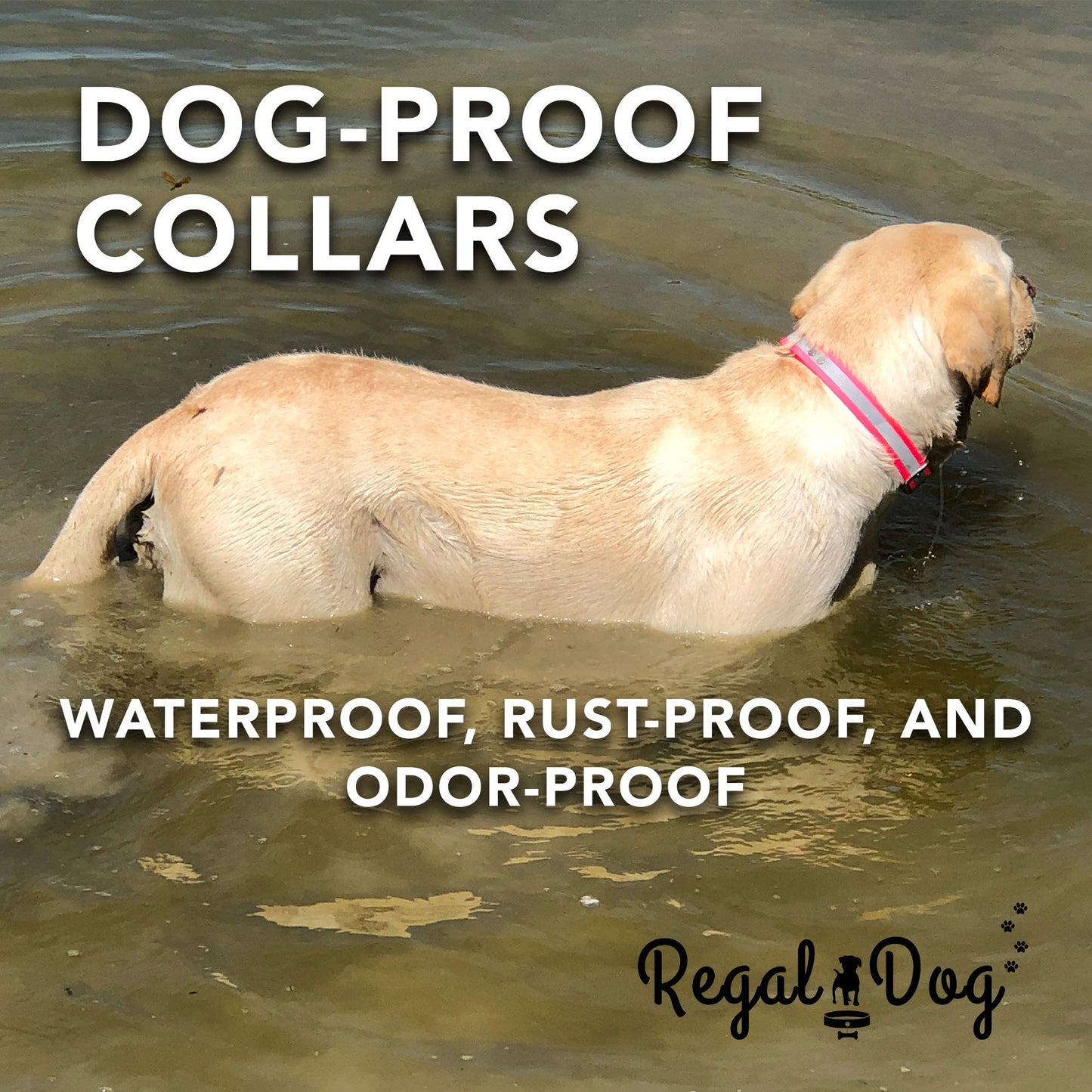 Regal Dog Products Medium Yellow Heavy Duty Reflective Dog Collar with Durable Metal Buckle and D Ring Adjustable, Chew Proof & Waterproof Strong Small Dog Collar Other Sizes for Medium & Large Dogs