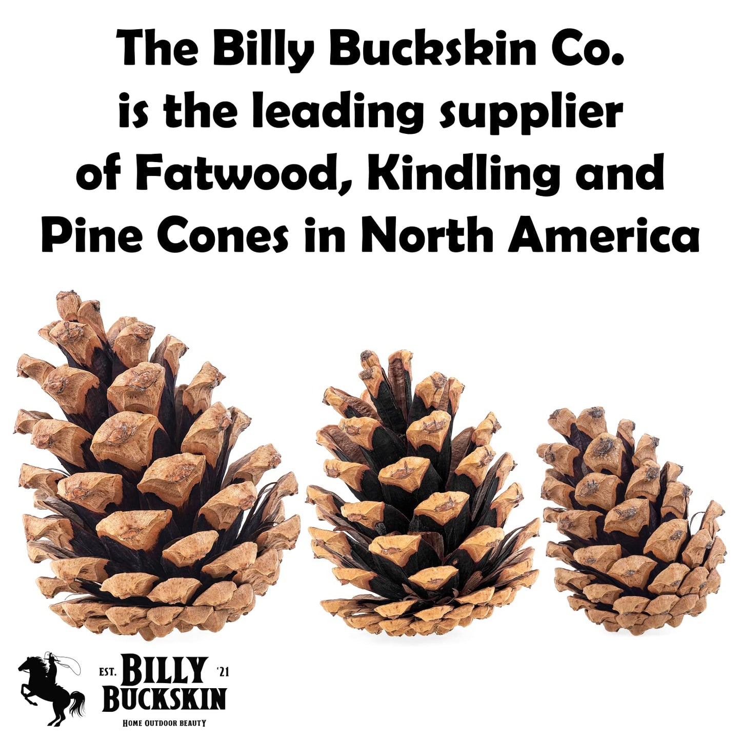 20 Large Natural Pine Cones for Crafts, 3" to 4" Tall Pine Cones Craft for Table, Home Decor, Vase Fillers, Desk & Christmas Trees, Unscented Pinecones Crafts Ornament for Decorating by Billy Buckskin