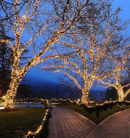 Novelty Lights 50ft 100 LED Sun Warm White Christmas Lights Outdoor/Indoor, 6" Spacing, Green Wire String Lights for Festive Xmas Lighting, IP55, UL Listed, Dimmable, Connectable