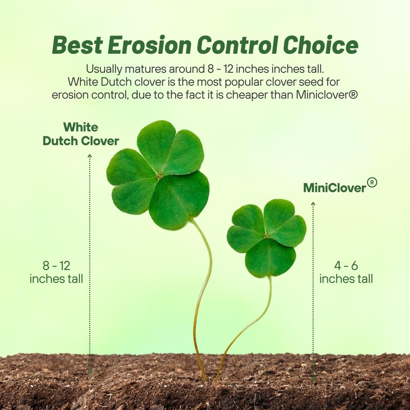 Outsidepride Perennial White Dutch Clover Seed - 40 lbs. Nitrocoated, Inoculated for Lawn Alternative, Erosion Control, Food Plots, Ground Cover, & Pasture Mixtures in USDA Zones 3-10