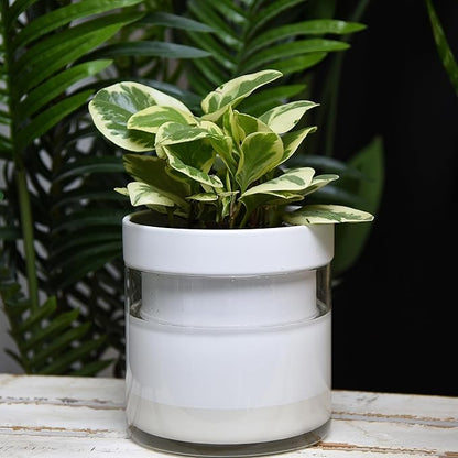 Phoenix Vine 6 Inch Self Watering Planter, White Terracotta Clay Pot with Glass Reservoir for Indoor Plants, Herbs, Flowers, Set of 2, 52-B-F-2
