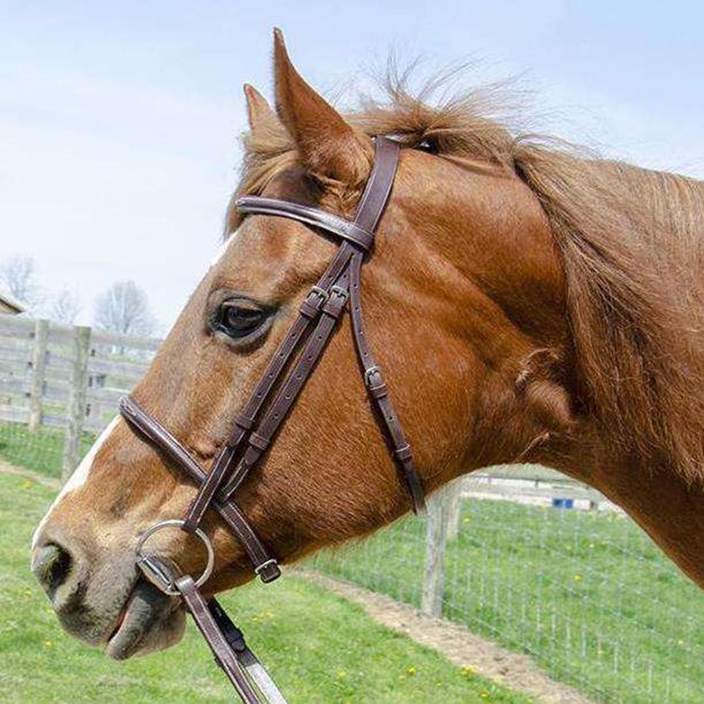 Paris Tack Everyday Raised Fancy Stitched Leather English Schooling Bridle with Laced Reins