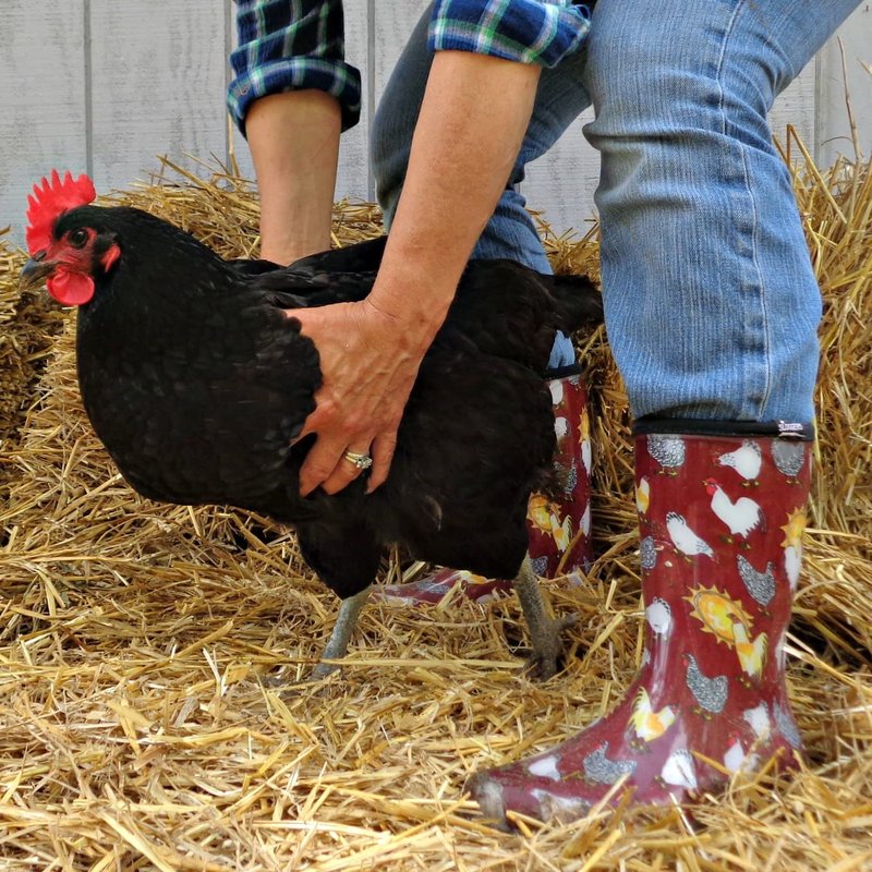 Sloggers Waterproof Garden Rain Boots for Women - Cute Mid-Calf Mud & Muck Boots with Premium Comfort Support Insole, (Chickens Barn Red), (Size 10) - Made in USA with US and Imported Parts