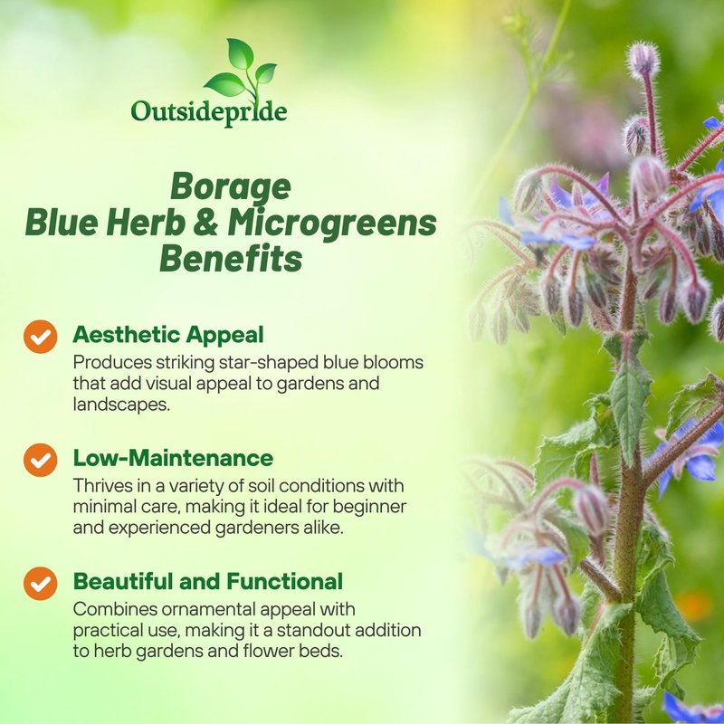 Outsidepride Blue Borage Seeds for Planting – 5 lb. Annual, Drought-Tolerant Herb Seeds with Star-Shaped Blooms, Attracts Bees for Pollinator Gardens, Summer Teas, Decoration & Culinary Use