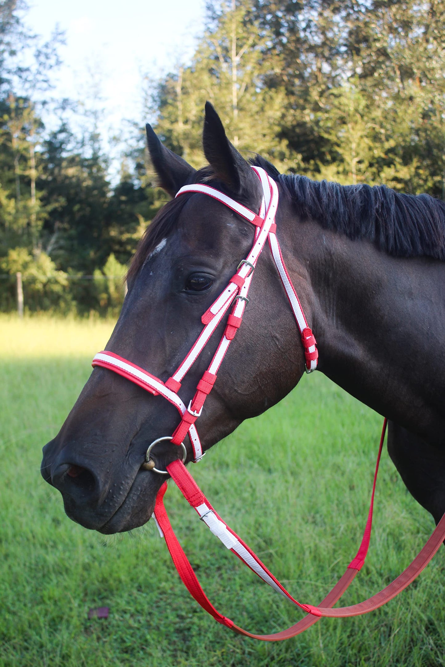 Tack Shack of Ocala Nylon Race Headstall, Custom Race Headstall, Nylon Headstall, Headstall for Horses, Race Headstall for Horses, Custom Made Headstall, Bridles for Horses, Bridles