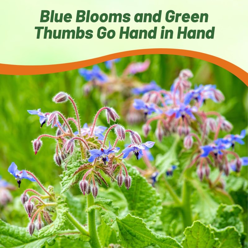 Outsidepride Blue Borage Seeds for Planting – 5 lb. Annual, Drought-Tolerant Herb Seeds with Star-Shaped Blooms, Attracts Bees for Pollinator Gardens, Summer Teas, Decoration & Culinary Use