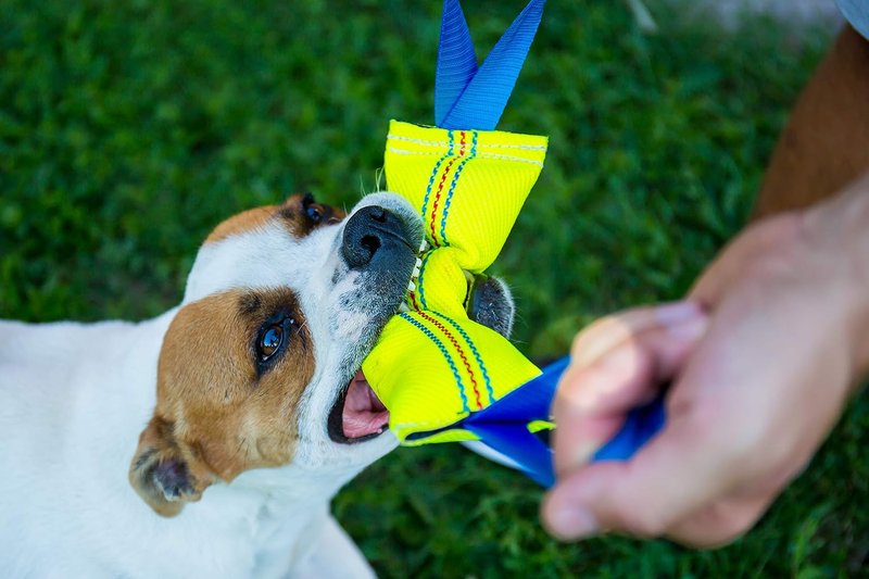 Bull Fit Dog Bite Tug Toy - Durable Fire Hose Tug with 2 Strong Handles | Perfect for Medium to Large Dogs, Tug of War & Training