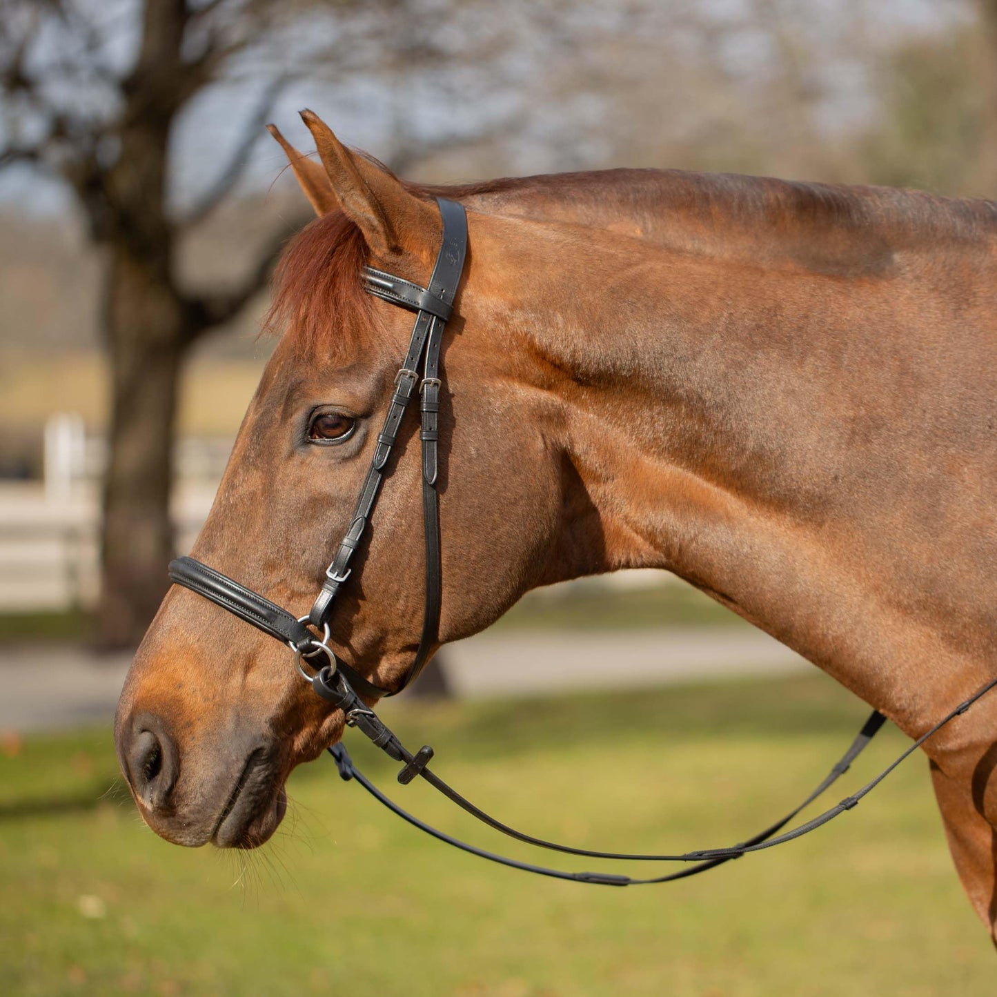 Equinavia Saga Cross-Under English Bitless Bridle for Horses | Reins Included - Black - Cob