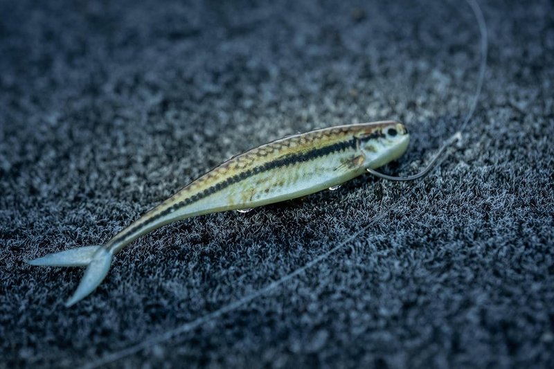 Berkley PowerBait Champ Minnow Fishing Bait - HD Bluegill, 2.5in | Irresistible Scent for Bass & Walleye