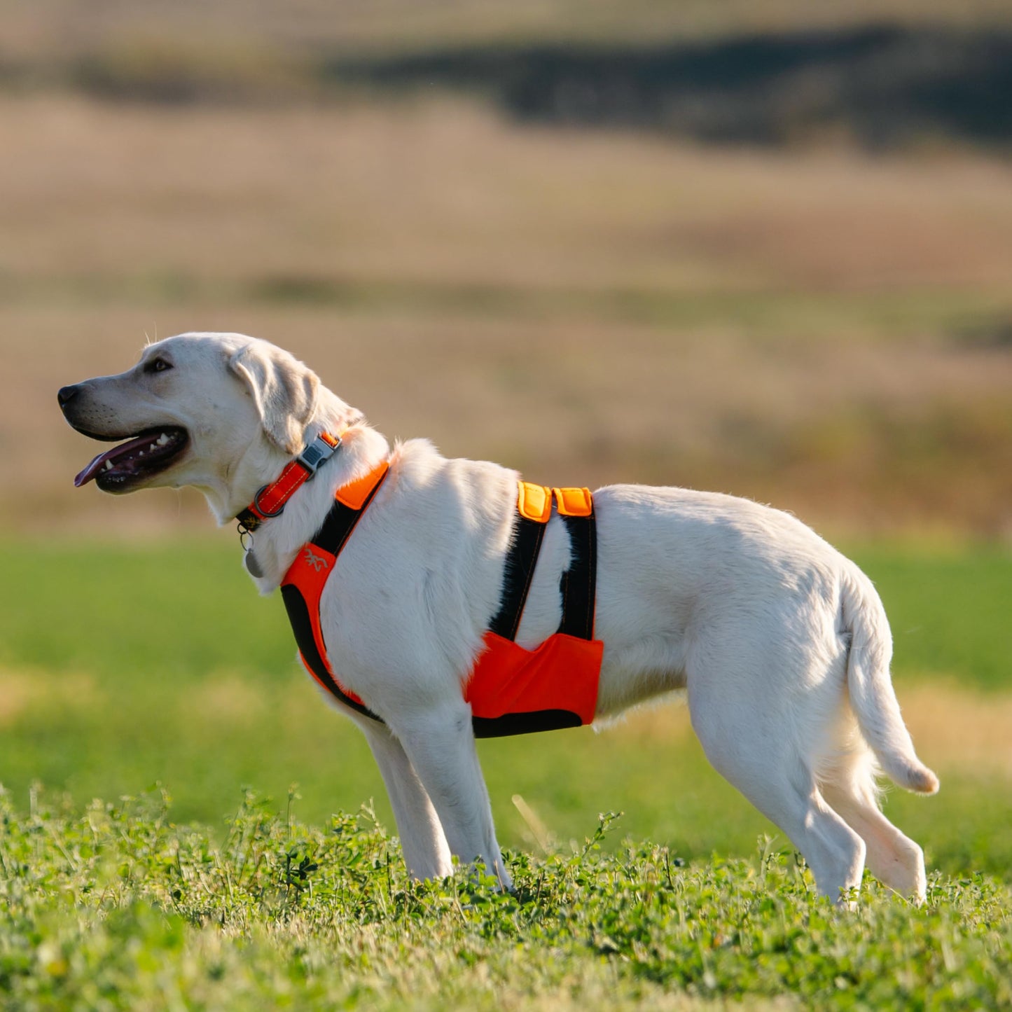 Browning Pet Hi-Vis Safety Vest for Dogs, Safety Orange, Large, Chest Protection