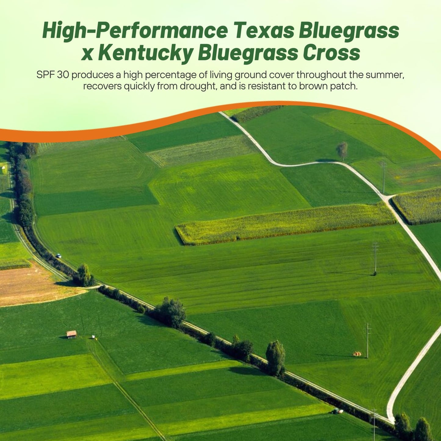 Outsidepride SPF-30 Hybrid Bluegrass Seeds - 25 lbs. Heat & Drought Tolerant, Texas Bluegrass & Kentucky Bluegrass Seed Mix for Challenging Climates, OptiGrowth Coated for Better Establishment