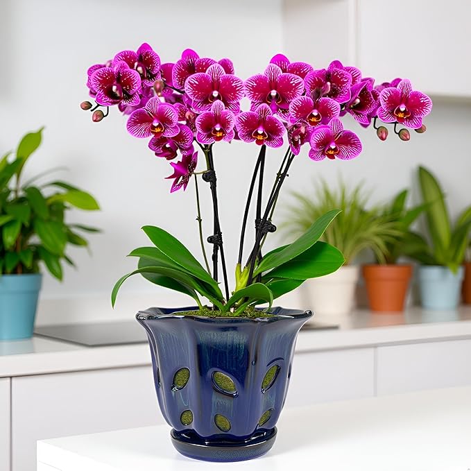 Ceramic Orchid Pots with Holes 6 inch (Dark Blue)