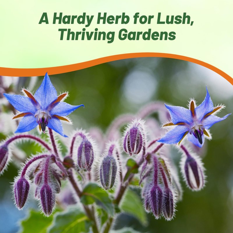 Outsidepride Blue Borage Seeds for Planting – 5 lb. Annual, Drought-Tolerant Herb Seeds with Star-Shaped Blooms, Attracts Bees for Pollinator Gardens, Summer Teas, Decoration & Culinary Use