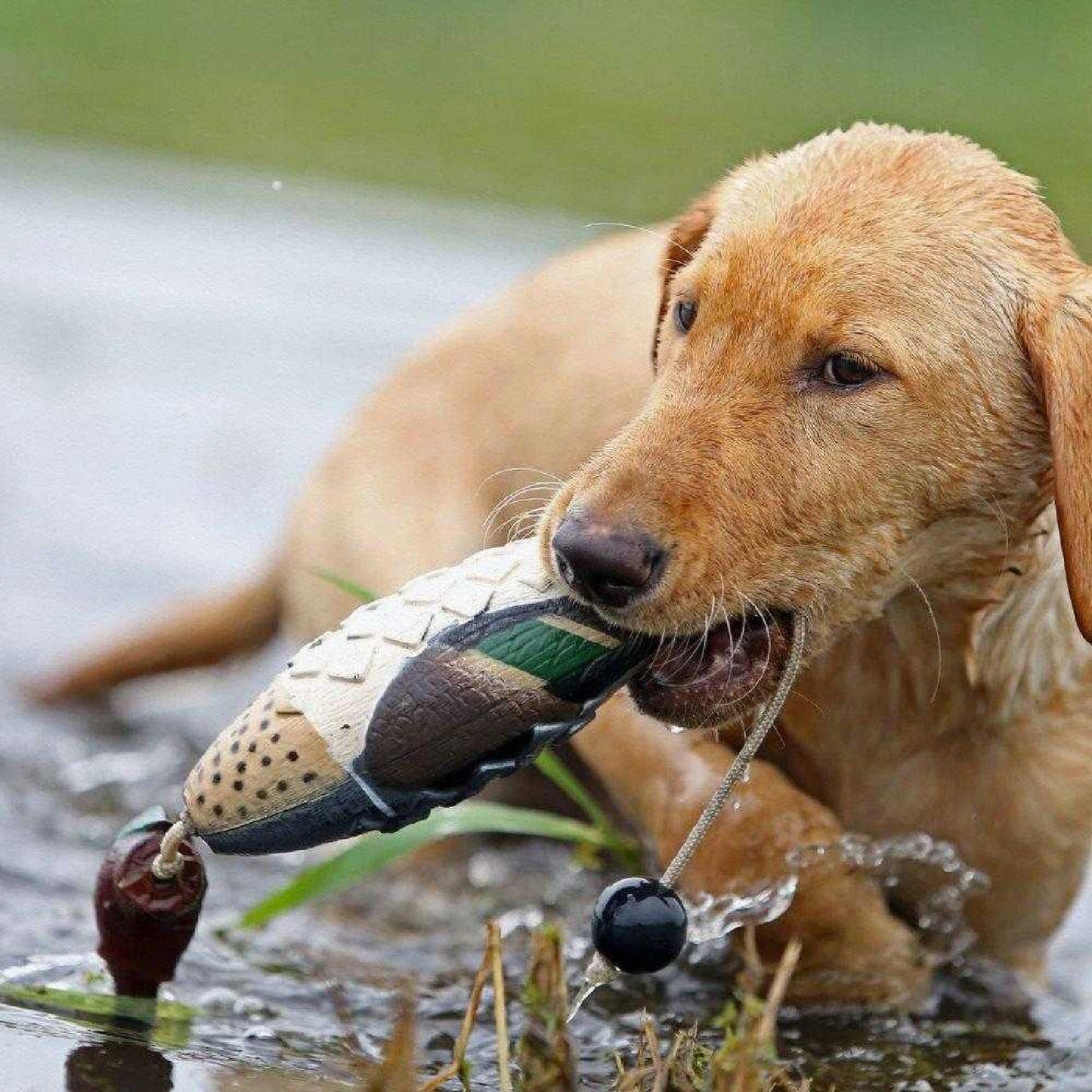Avery Sporting Dog EZ-Bird Training Dummy – Realistic Floating Retriever Bumper for Water & Field Training (Green-Winged Teal)