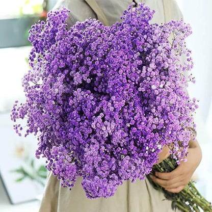 Dried Baby's Breath Bouquet - 17 Inch 1800+ Purple Dry Flowers, Natural Gypsophila Branches for Wedding, Table Vase Decor, DIY Wreath Floral, Home Office Party Garden Decoration
