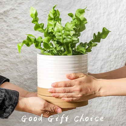 Hasense Ceramic Plant Pots, 6 Inch Planters for Indoor Plants with Drainage Holes and Saucers, White Flower Pots for Succulent, Snake Plants, Cactus, Modern Decor Gift for Mom, 1 Pcs