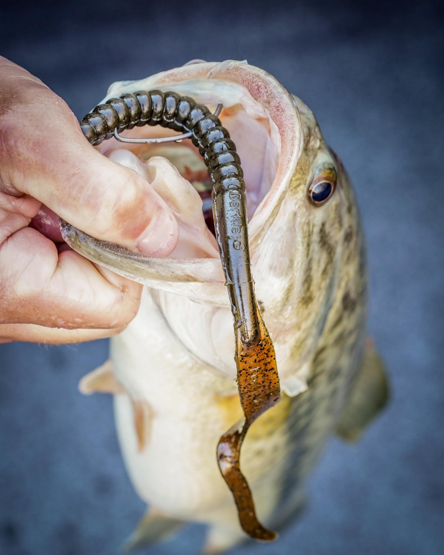 Berkley PowerBait® Power Worm Fishing Bait, Black, 7in | 18cm, Irresistible Flavor, Classic Curly Tail Worm Profile, Ideal for Spring, Summer and Fall Fishing
