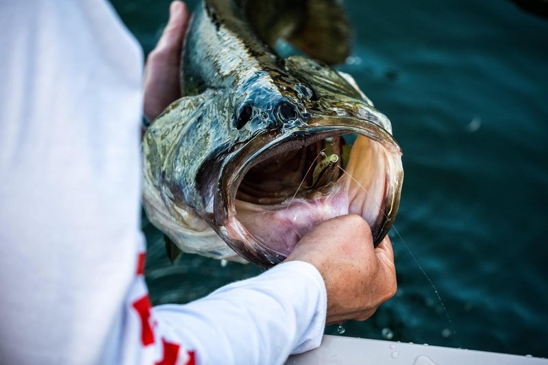 Berkley PowerBait Champ Minnow Fishing Bait - HD Bluegill, 2.5in | Irresistible Scent for Bass & Walleye