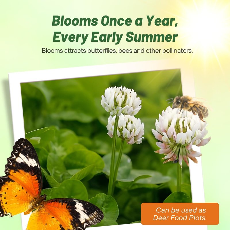 Outsidepride Perennial White Dutch Clover Seed - 40 lbs. Nitrocoated, Inoculated for Lawn Alternative, Erosion Control, Food Plots, Ground Cover, & Pasture Mixtures in USDA Zones 3-10