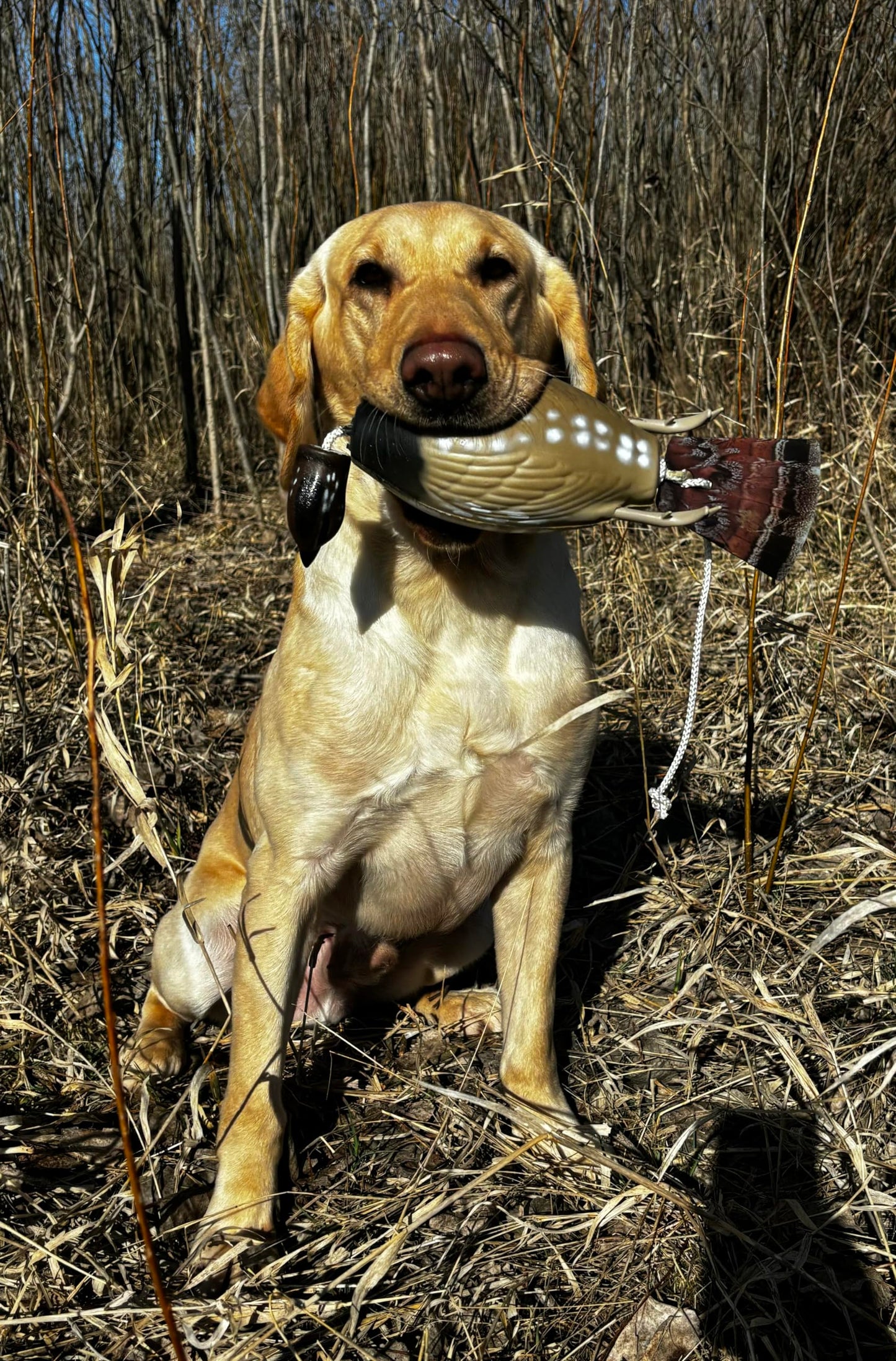 HuntEmUp Grouse Hunting Training Scent Kit for Dogs, 2oz – Scents to Field-Train Hunting Dog for Tracking and Retrieving Grouses for Upland Hunts